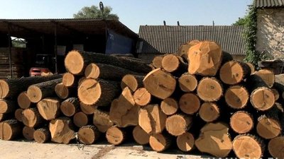 Збували за підробленими документами: на Вінниччині група осіб розкрадала деревину цінних порід Збували за підробленими документами: на Вінниччині група осіб розкрадала деревину цінних порід