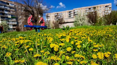 Кульбаба квітне у Слов'янську 23 квітня 2026 рік