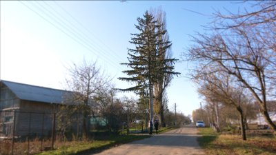 Все одно зрізатимуть: селяни готові подарувати Рівному живу ялинку
