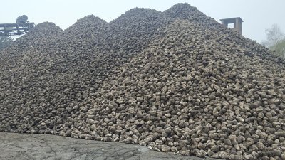 На Волині триває заготівля і переробка цукрових буряків На Волині триває заготівля і переробка цукрових буряків