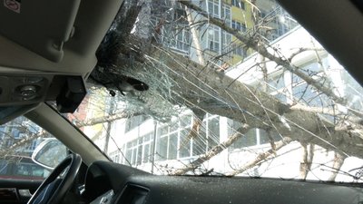 У Львові п'ять днів не можуть прибрати дерево, яке впало на авто У Львові п'ять днів не можуть прибрати дерево, яке впало на авто