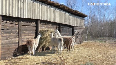 Лами в екопарку