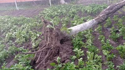 У місті на Рівненщині буревій пошкодив будинки та дерева У місті на Рівненщині буревій пошкодив будинки та дерева