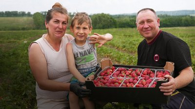 Ферма, полуниця, сім'я Рудиків, урожай, сорти, город, Вільшаниця, Франківщина