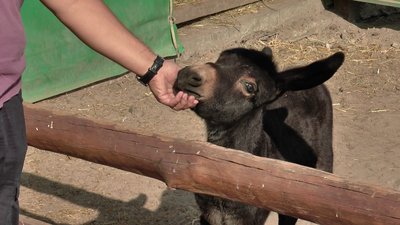 У зоопарку біля Полтави народився віслюк Елвіс. СУСПІЛЬНЕ | ВІДЕОНОВИНИ