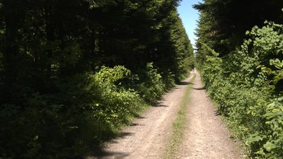 По сусідству з хижаками: що відбувається в прикарпатських селах, де фіксують напади ведмедів По сусідству з хижаками: що відбувається в прикарпатських селах, де фіксують напади ведмедів