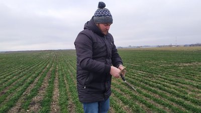 Кіровоградщина: як безсніжна зима та мороз впливають на посіви озимих Кіровоградщина: як безсніжна зима та мороз впливають на посіви озимих