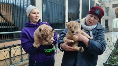 В Миколаївському зоопарку показали новонароджених левенят