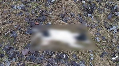 У Херсоні жорстоко вбили собаку - поліція відкрила кримінальне провадження