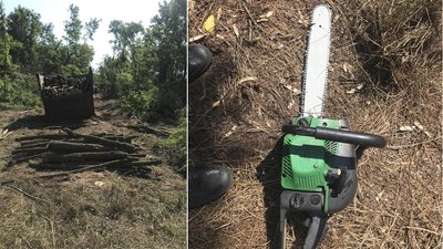 Зрубали 117 акацій. У Бобринецькому лісництві на Кіровоградщині затримали лісорубів