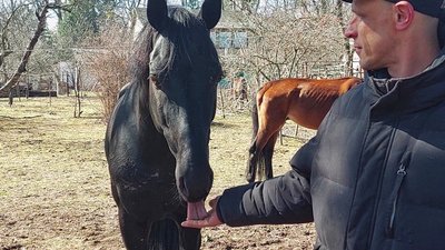 Розстріляні коні у Бучі: як шукали та рятували вцілілих Розстріляні коні у Бучі: як шукали та рятували вцілілих