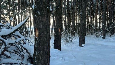 Незаконні рубки дерев на Волині