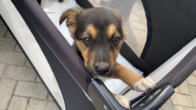 Собака на виставці-прилаштуванні у Миколаєві