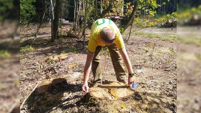 Фахівець заміряє діаметр пнів зрубаних дерев Фахівець заміряє діаметр пнів зрубаних дерев