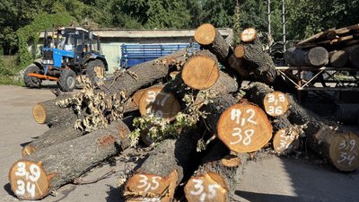 Вирубані дерева