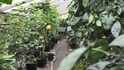 Подружжя з Тернопільщини вирощує екзотичні фрукти