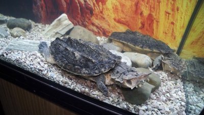 Грифові, зірчасті та вугільні: у Вінницю із Харкова привезли виставку черепах Грифові, зірчасті та вугільні: у Вінницю із Харкова привезли виставку черепах