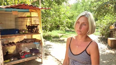 Привезеним банером накрили клітку для кошенят