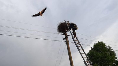 У Луцькому районі врятували лелеченя, яке випало з гнізда У Луцькому районі врятували лелеченя, яке випало з гнізда