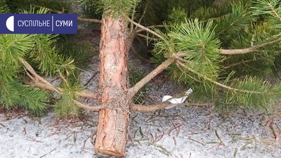 Лісівники Сумщини реалізували майже всі хвойні дерева, які зрубали до Нового року Лісівники Сумщини реалізували майже всі хвойні дерева, які зрубали до Нового року