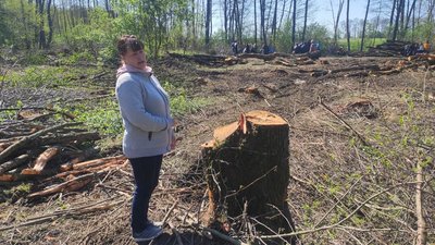 В селі на Волині люди проти вирубки дерев. Як це пояснюють лісівники В селі на Волині люди проти вирубки дерев. Як це пояснюють лісівники