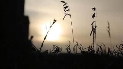 Галявина в мікрорайоні Озерна