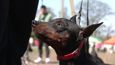 300 учасників і 70 порід. У Кропивницькому відбулася Всеукраїнська виставка собак 300 учасників і 70 порід. У Кропивницькому відбулася Всеукраїнська виставка собак