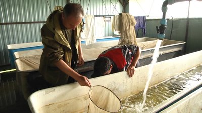 Мальки перед тим як потрапити у відкритті водойми перебувають у спеціальних ваннах. Мальки перед тим як потрапити у відкритті водойми перебувають у спеціальних ваннах.