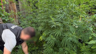 Коноплі, поліція, наркотики, мак, психотропи, спецоперація "Джентельмени"