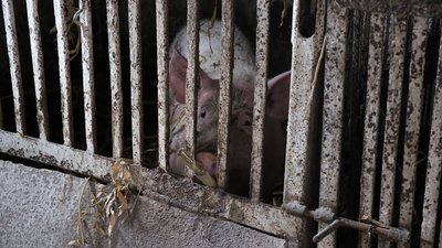 "Годують тричі на день": як громада на Вінниччині допомагає здолати окупанта "Годують тричі на день": як громада на Вінниччині допомагає здолати окупанта