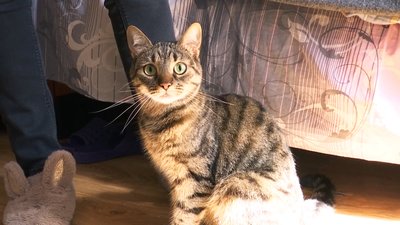 Котів передали автобусом Котів передали автобусом