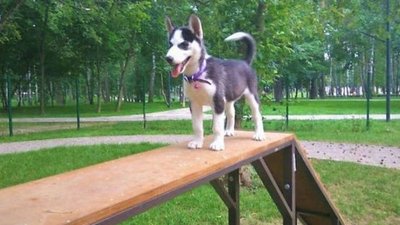 У Чернігові в Березовому гаю збудують майданчик для вигулу собак