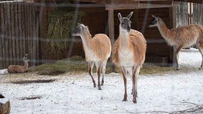 Вікінг, Луна, Варта, Байрактар. Скільки за минулий рік народилося нових мешканців у Київському зоопарку Вікінг, Луна, Варта, Байрактар. Скільки за минулий рік народилося нових мешканців у Київському зоопарку