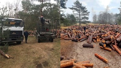 Зрізали сто кубів сосни: на Рівненщині поліція розслідує порубку лісу