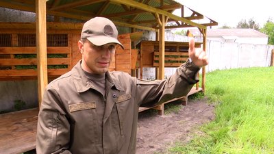 На Житомирщині намагаються збільшити популяцію зайця-русака На Житомирщині намагаються збільшити популяцію зайця-русака