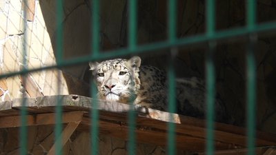 Карантинні розваги для тварин влаштовують у Миколаївському зоопарку Карантинні розваги для тварин влаштовують у Миколаївському зоопарку