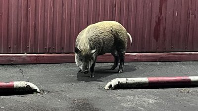 Кабан біля магазину "Чудо маркет" у Дергачах