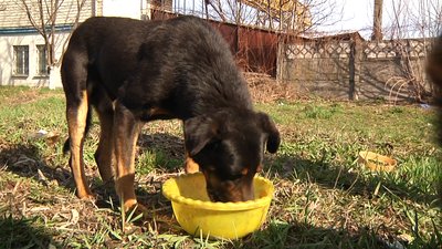 У Житомирі безоплатно роздають корм для вуличних або покинутих котів і собак У Житомирі безоплатно роздають корм для вуличних або покинутих котів і собак