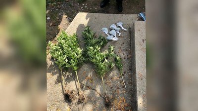 На Закарпатті поліцейські вилучили у місцевого мешканця марихуану