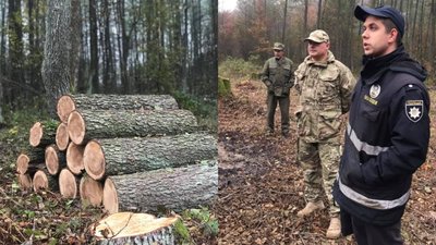 640 пнів: у нацпарку на Волині екологи виявили незаконну рубку дерев 640 пнів: у нацпарку на Волині екологи виявили незаконну рубку дерев