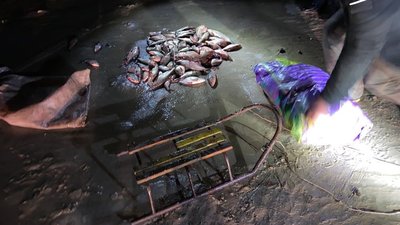 На Черкащині троє чоловіків незаконно наловили риби на понад 420 тисяч гривень На Черкащині троє чоловіків незаконно наловили риби на понад 420 тисяч гривень