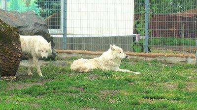 Гуляють рідко та вчаться їсти тверду їжу: як у вінницькому зоопарку живеться полярним вовченятам Гуляють рідко та вчаться їсти тверду їжу: як у вінницькому зоопарку живеться полярним вовченятам