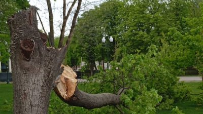 Наслідки негоди у Харкові: відомо про повалені дерева та зламані гілки в шести районах міста