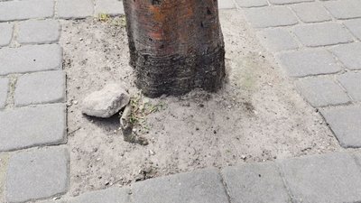 В Старому місті у Луцьку сохнуть дерева: в чому причина В Старому місті у Луцьку сохнуть дерева: в чому причина