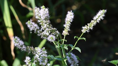 Херсон, погода, природа