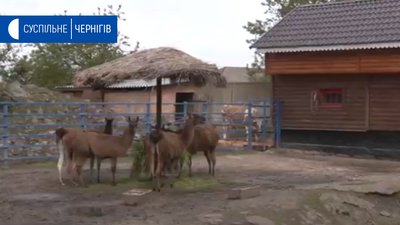 Маска, дистанція, не наближатись до приматів – правила відвідин Менського зоопарку