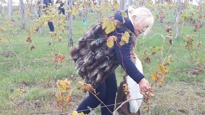 Холодноярський сад: на Черкащині збирають урожай і кошти на ЗСУ Холодноярський сад: на Черкащині збирають урожай і кошти на ЗСУ