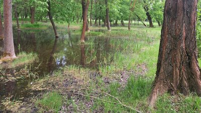 У Луцьку – засилля комарів: чому вони небезпечні і що кажуть екологи У Луцьку – засилля комарів: чому вони небезпечні і що кажуть екологи