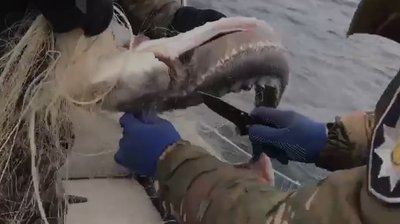 На Херсонщині водна поліція запобігла вилову водних ресурсів на суму понад мільйон гривень На Херсонщині водна поліція запобігла вилову водних ресурсів на суму понад мільйон гривень