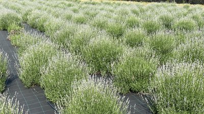 На Житомирщині Марина Лещинська висадила лавандове поле На Житомирщині Марина Лещинська висадила лавандове поле